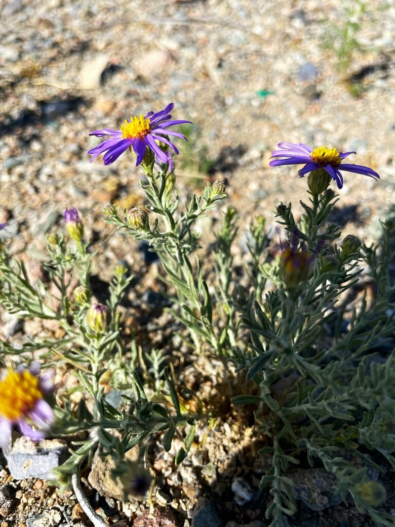 Asterothamnus poliifolius photo 5