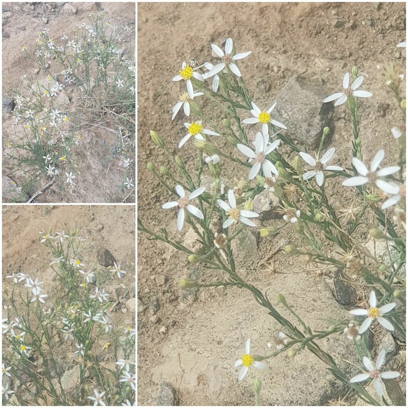 Asterothamnus poliifolius photo 6