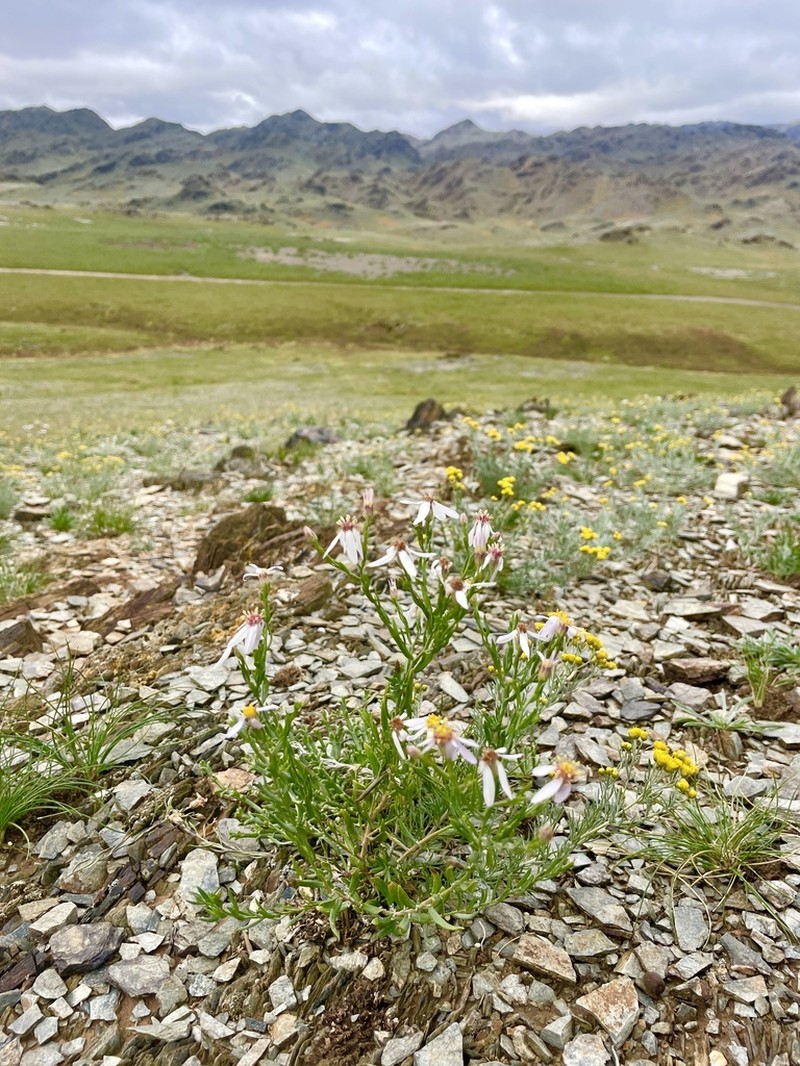Asterothamnus poliifolius photo 7