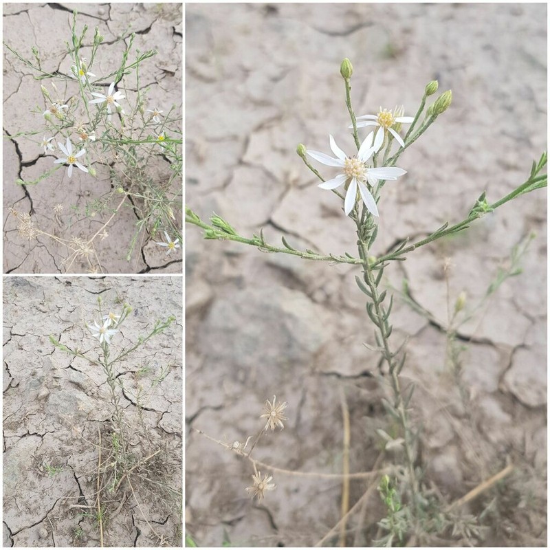 Asterothamnus poliifolius photo 8