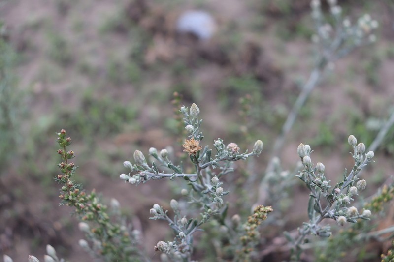 Asterothamnus poliifolius