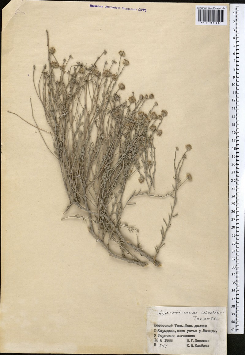 Asterothamnus schischkinii