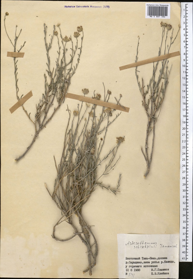 Asterothamnus schischkinii photo 2