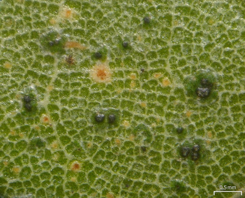 Asterothyrium Lichen