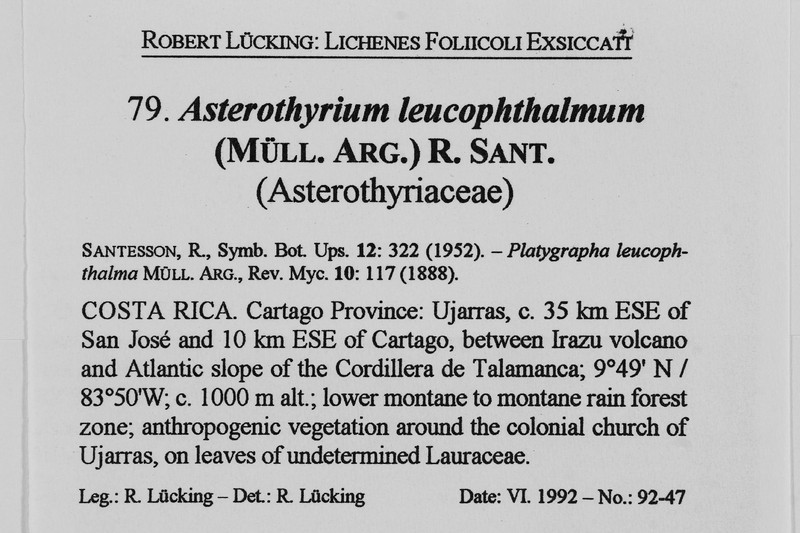 Asterothyrium Lichen