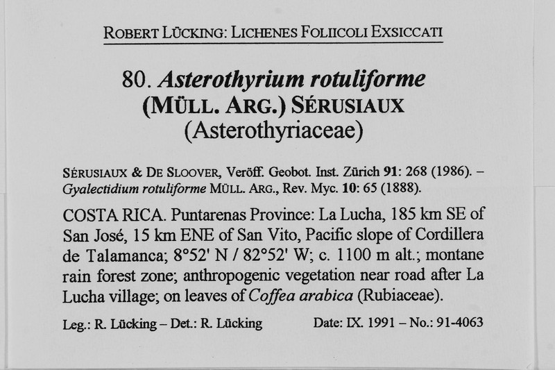 Asterothyrium Lichen