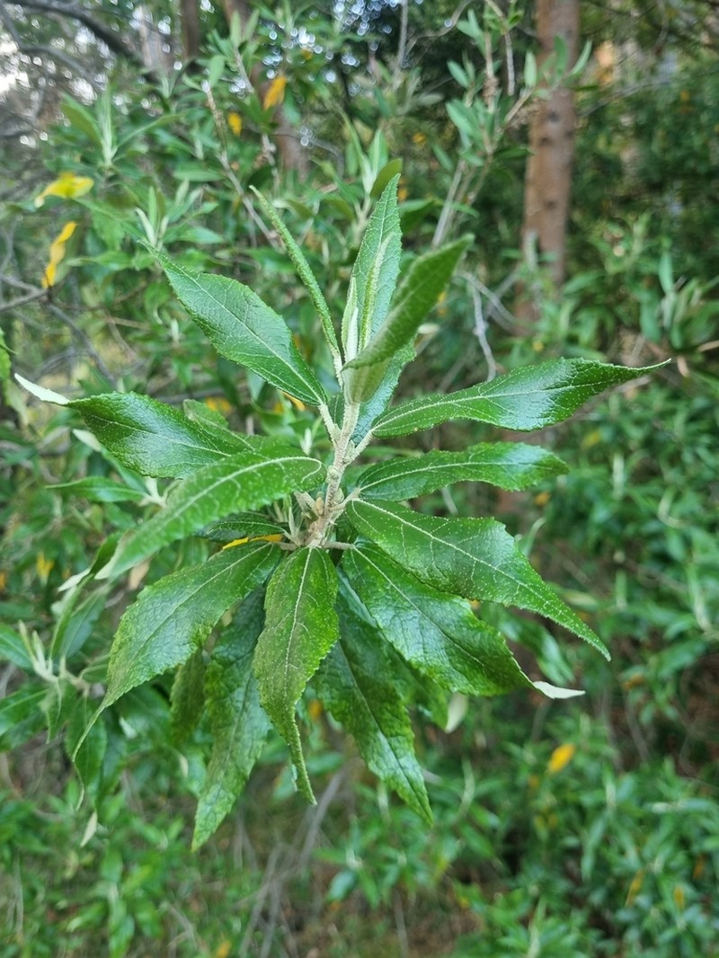 Asterotrichion discolor