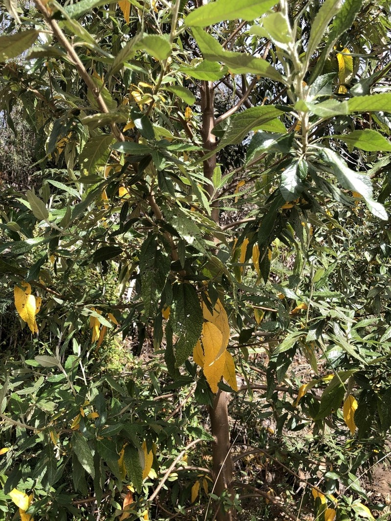 Asterotrichion discolor photo 2