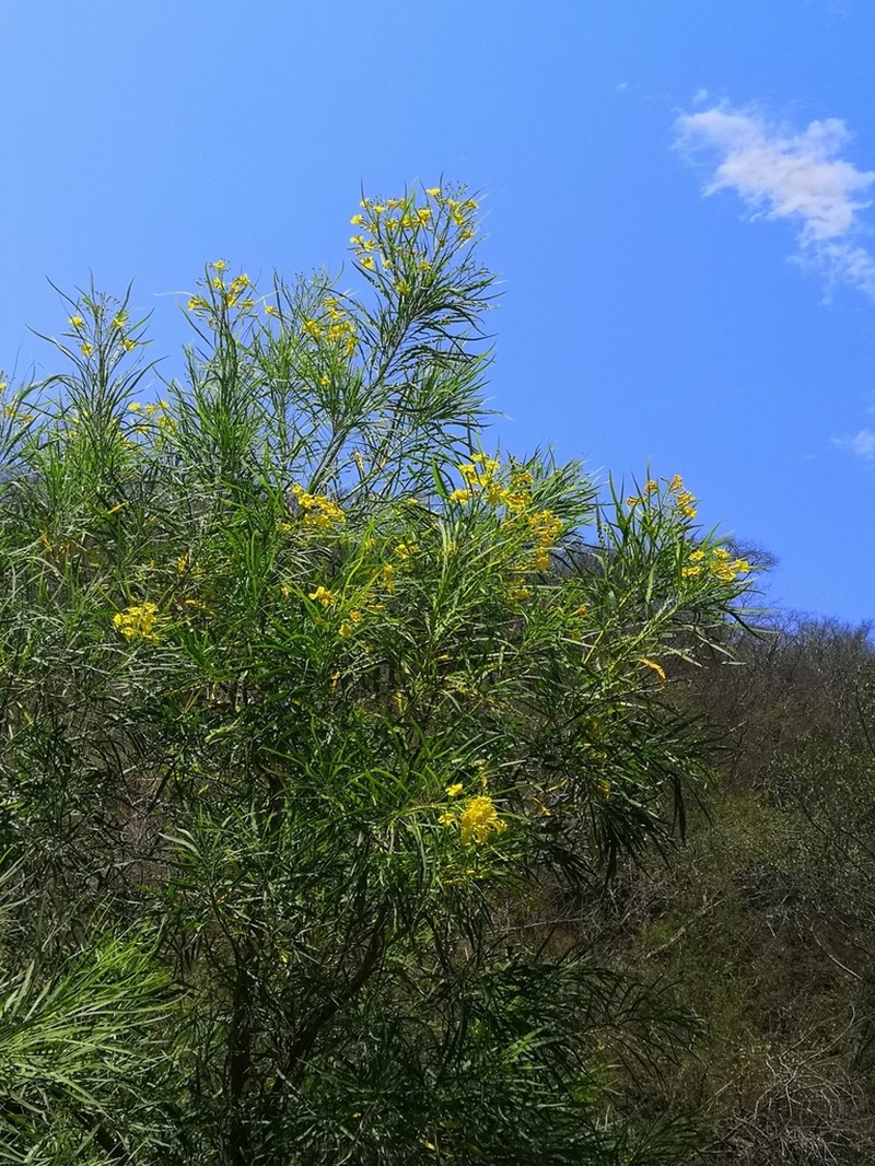 Astianthus viminalis photo 2