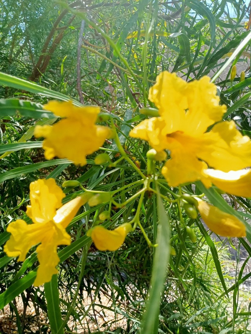 Astianthus viminalis photo 4