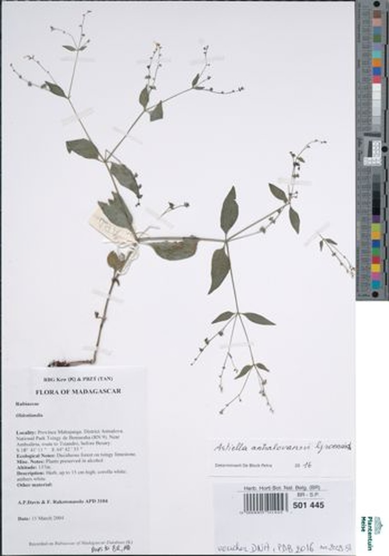 Astiella antsalovansis