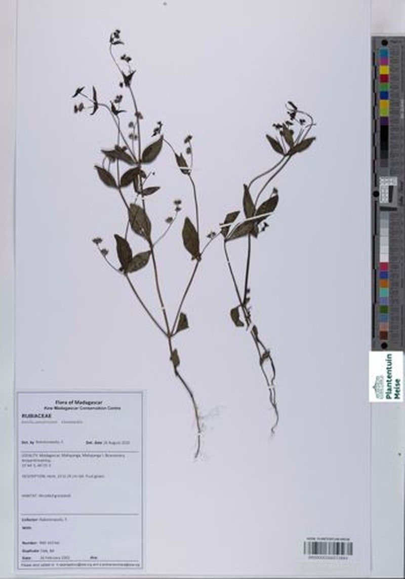 Astiella antsalovansis photo 2