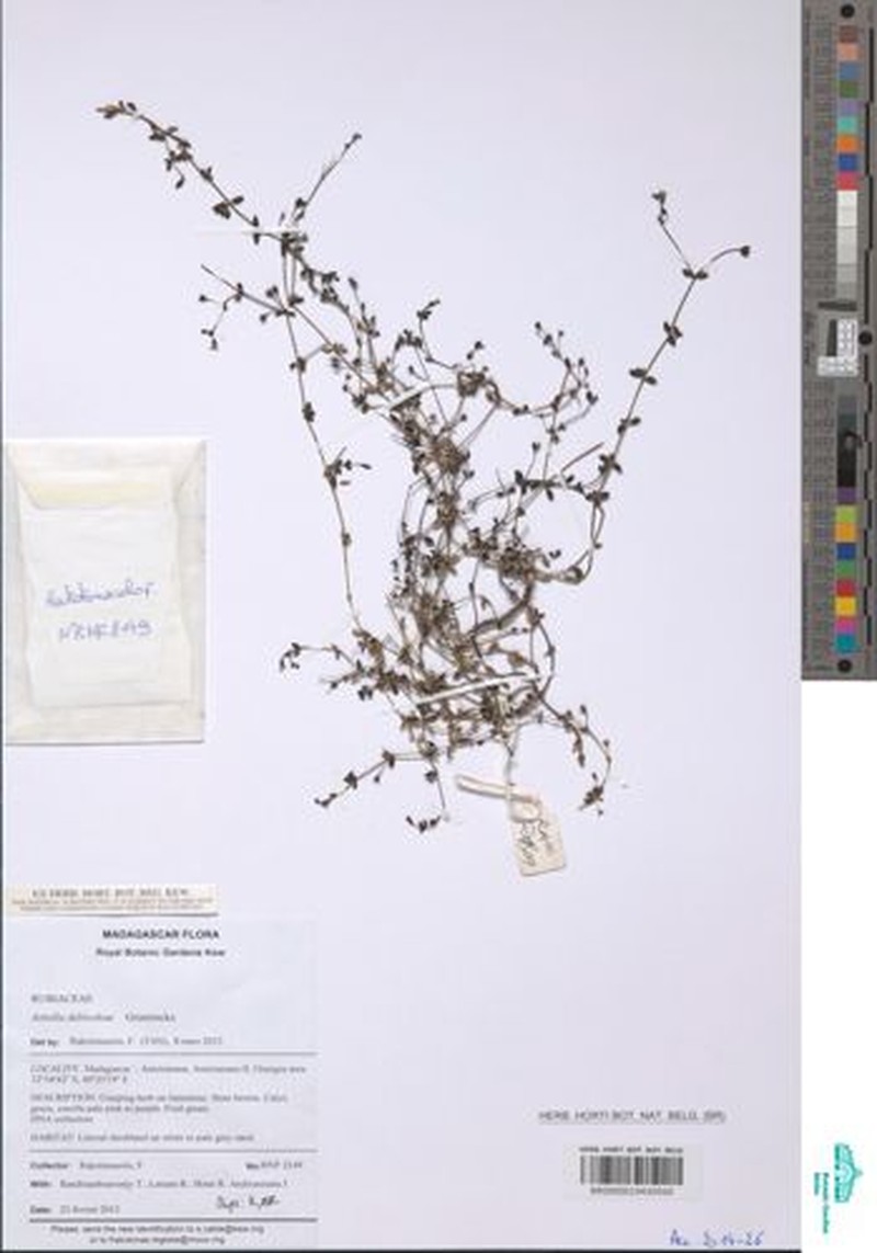 Astiella deblockiae