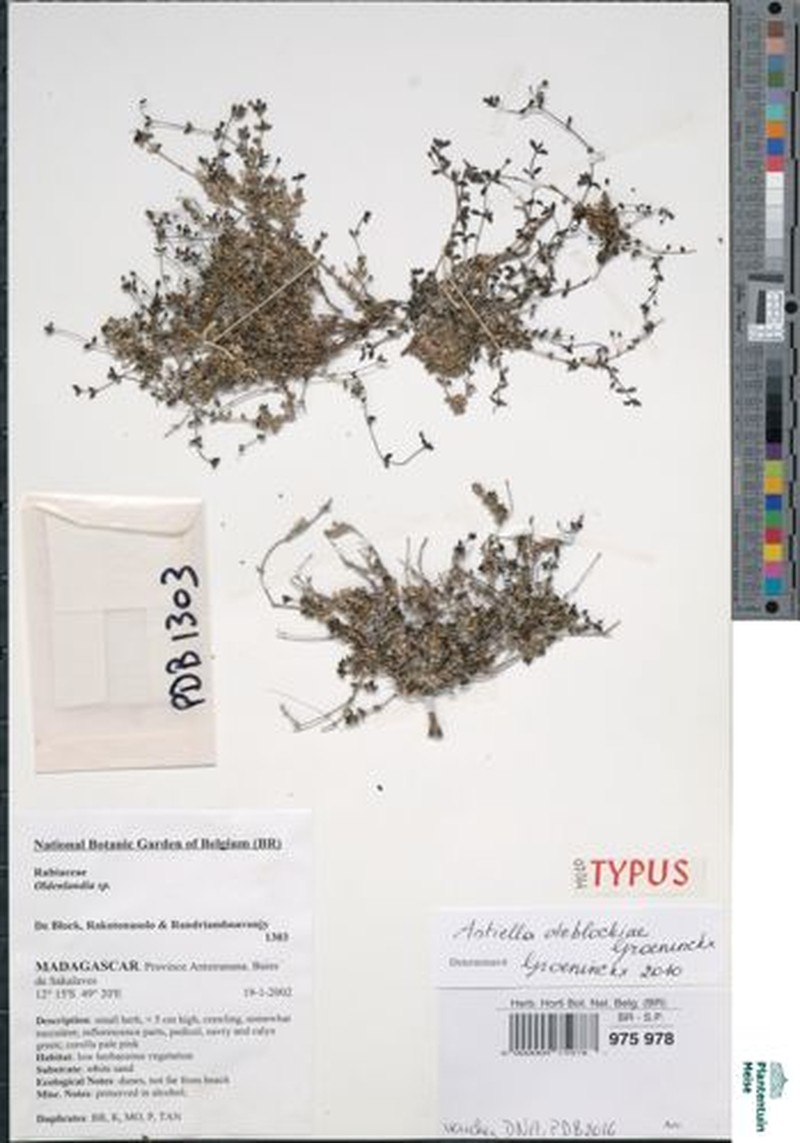 Astiella deblockiae photo 2