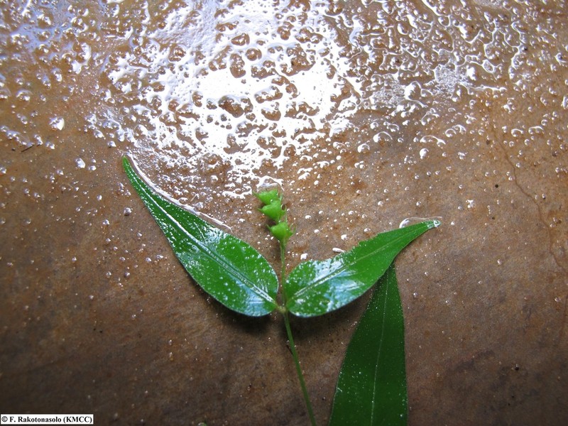 Astiella delicatula