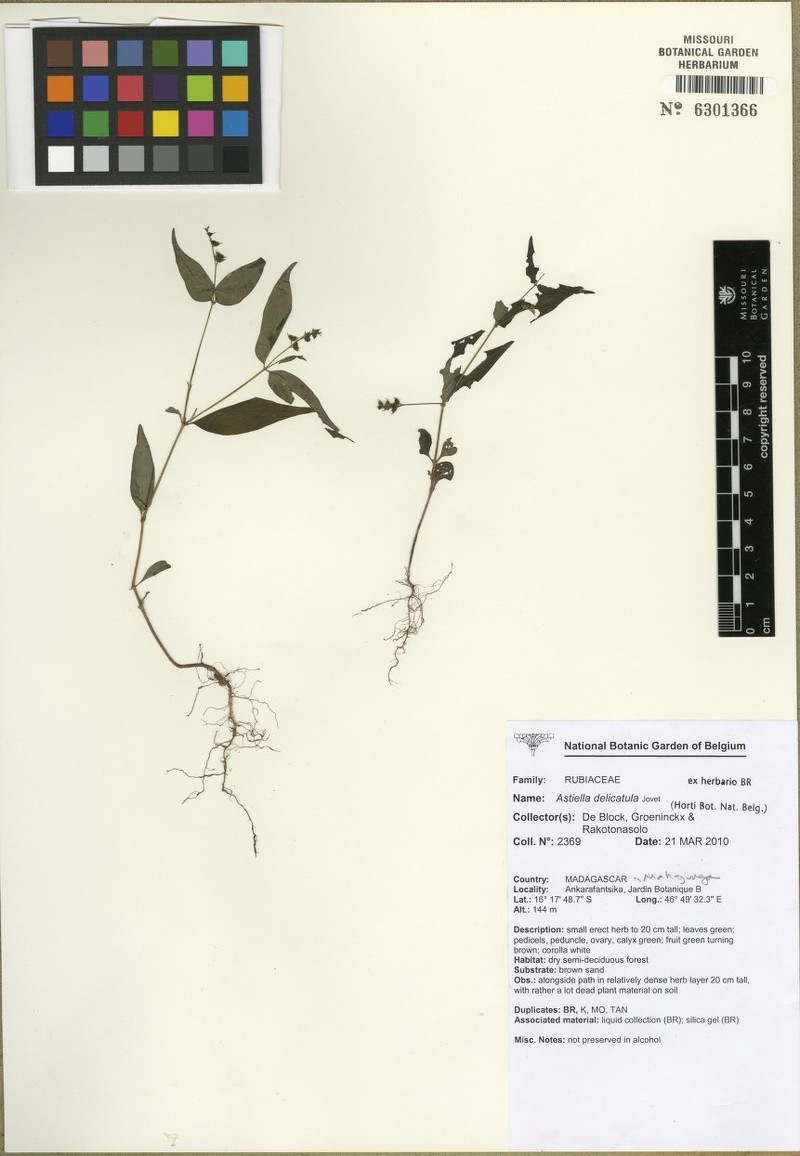 Astiella delicatula photo 4