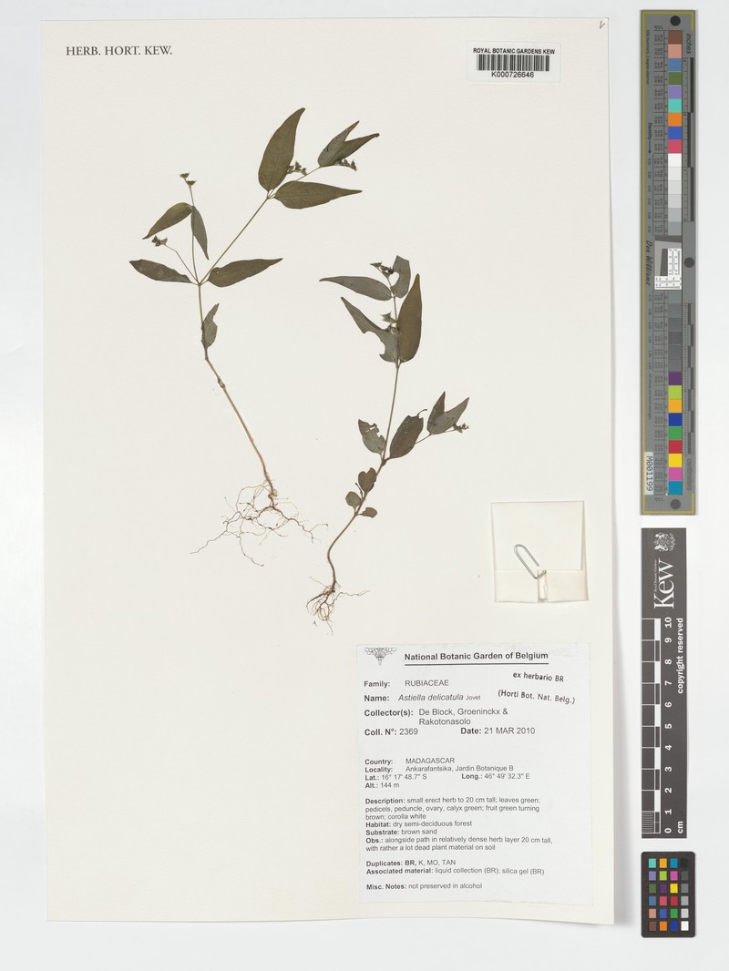 Astiella delicatula photo 5
