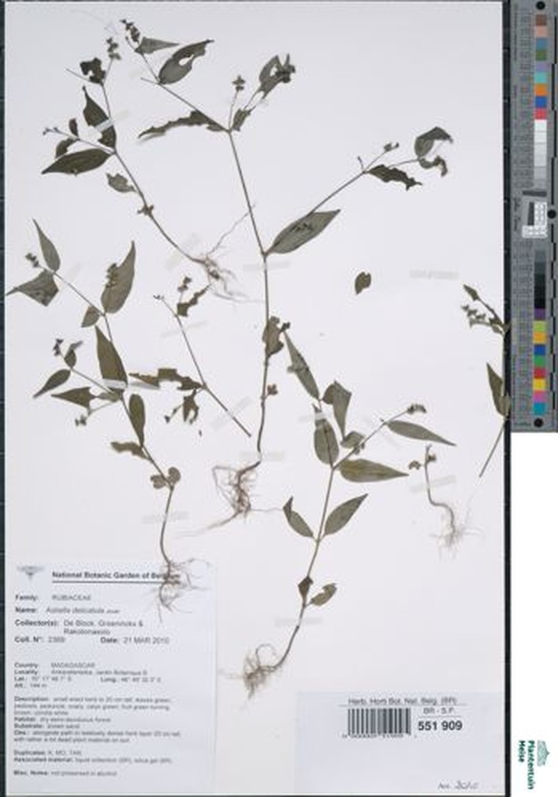 Astiella delicatula