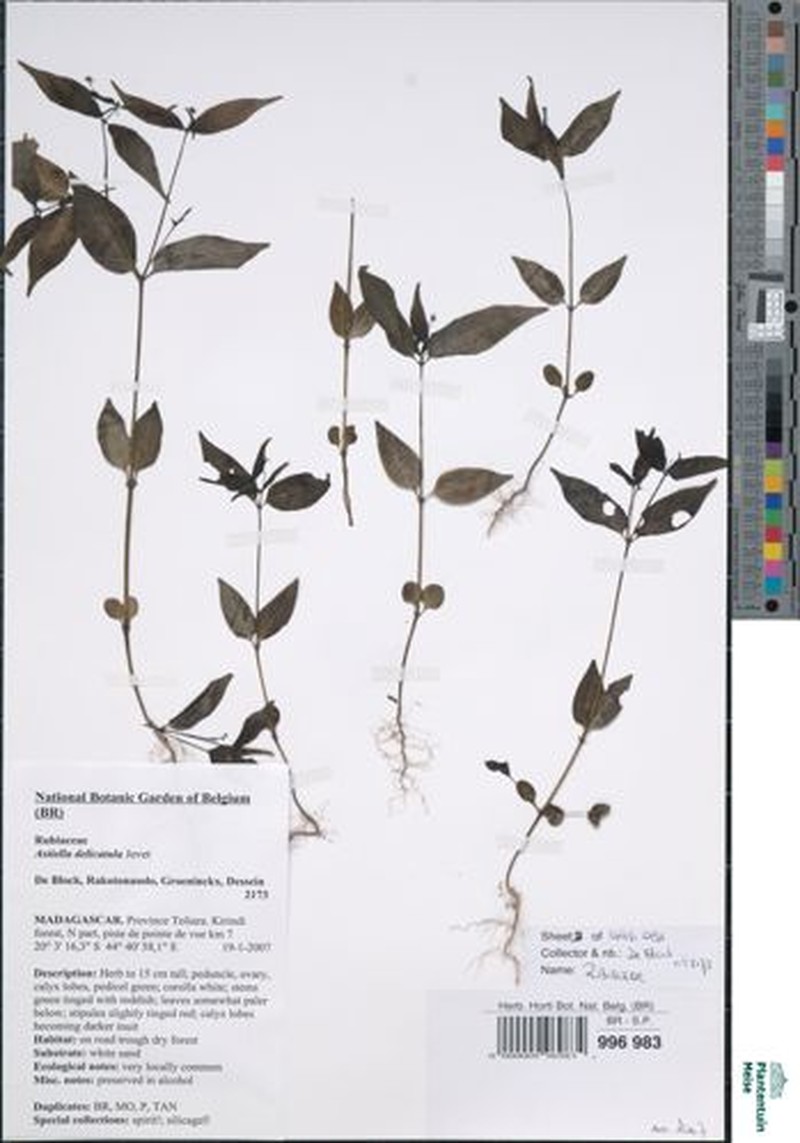 Astiella delicatula photo 2