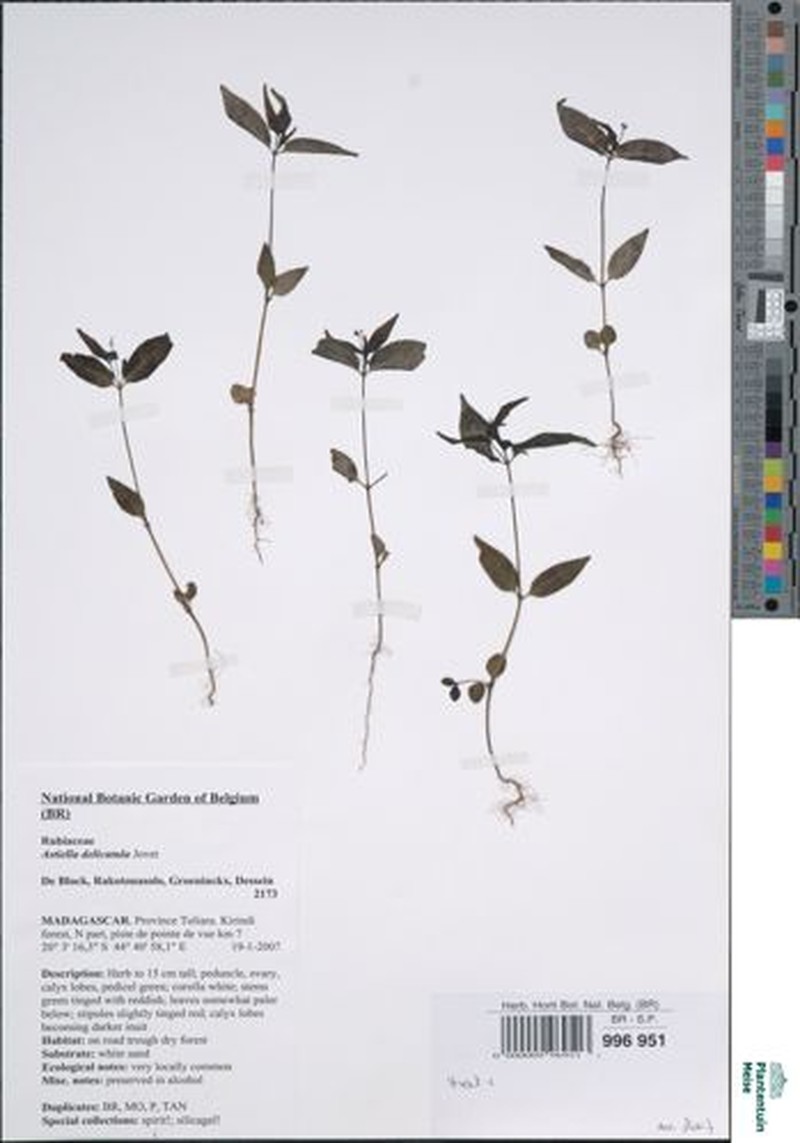 Astiella delicatula photo 3