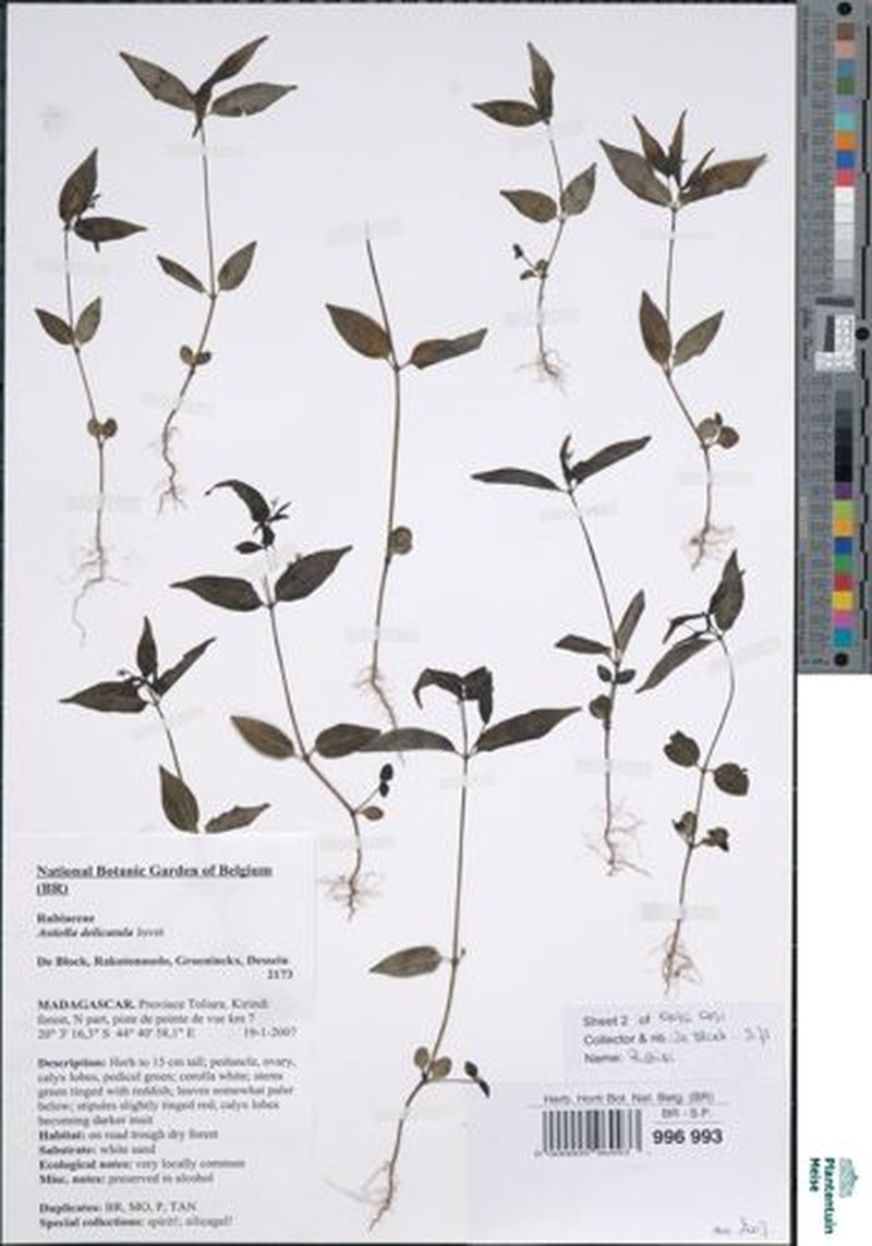 Astiella delicatula photo 4