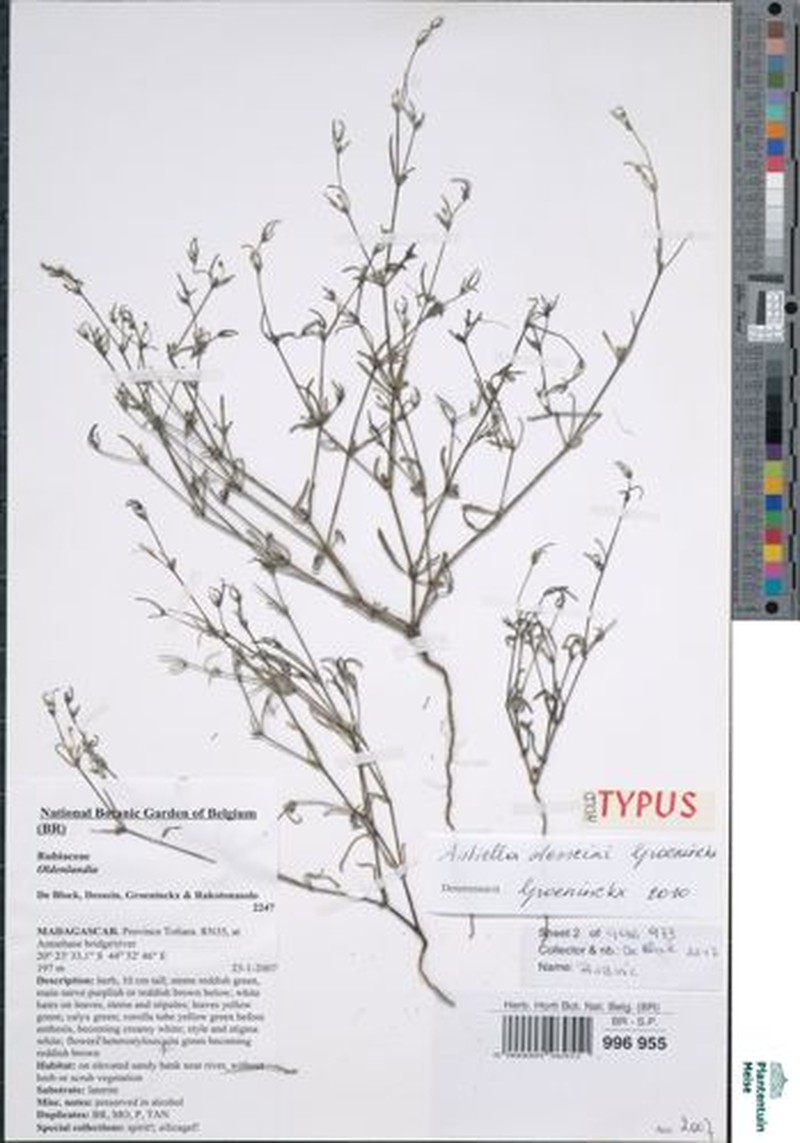 Astiella desseinii