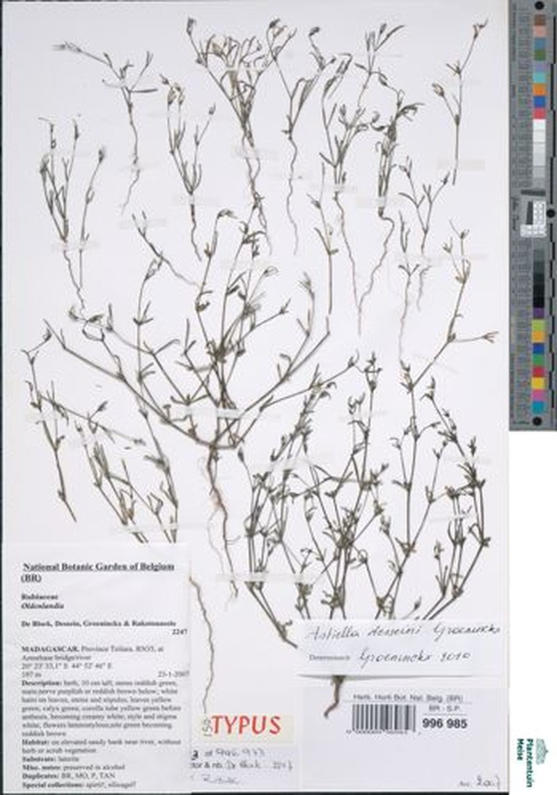 Astiella desseinii photo 2