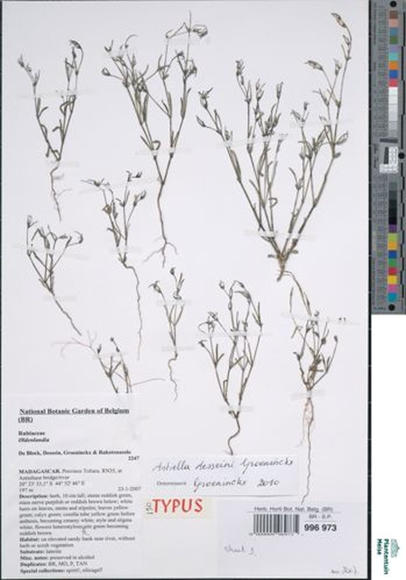 Astiella desseinii photo 3