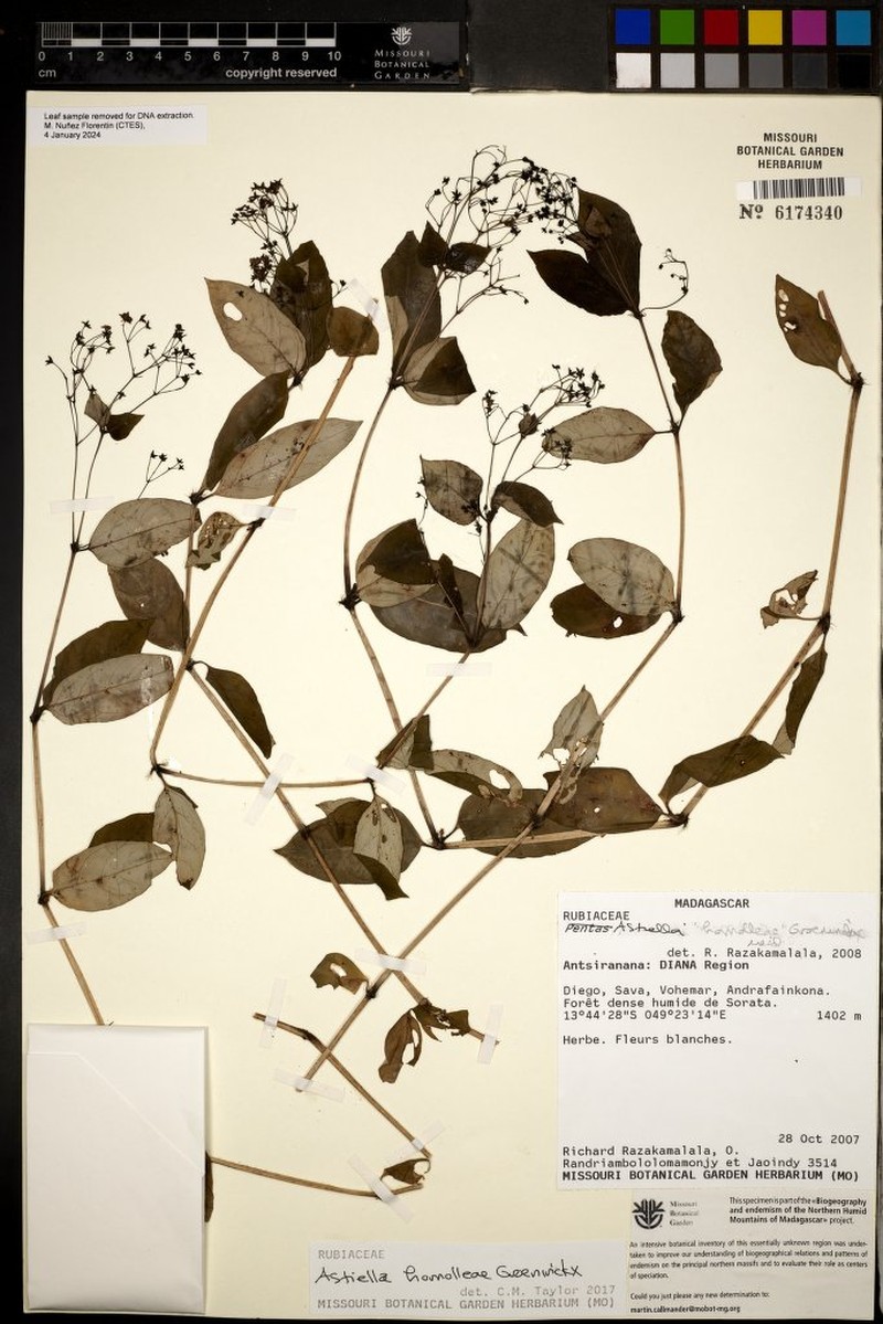 Astiella homolleae photo 2