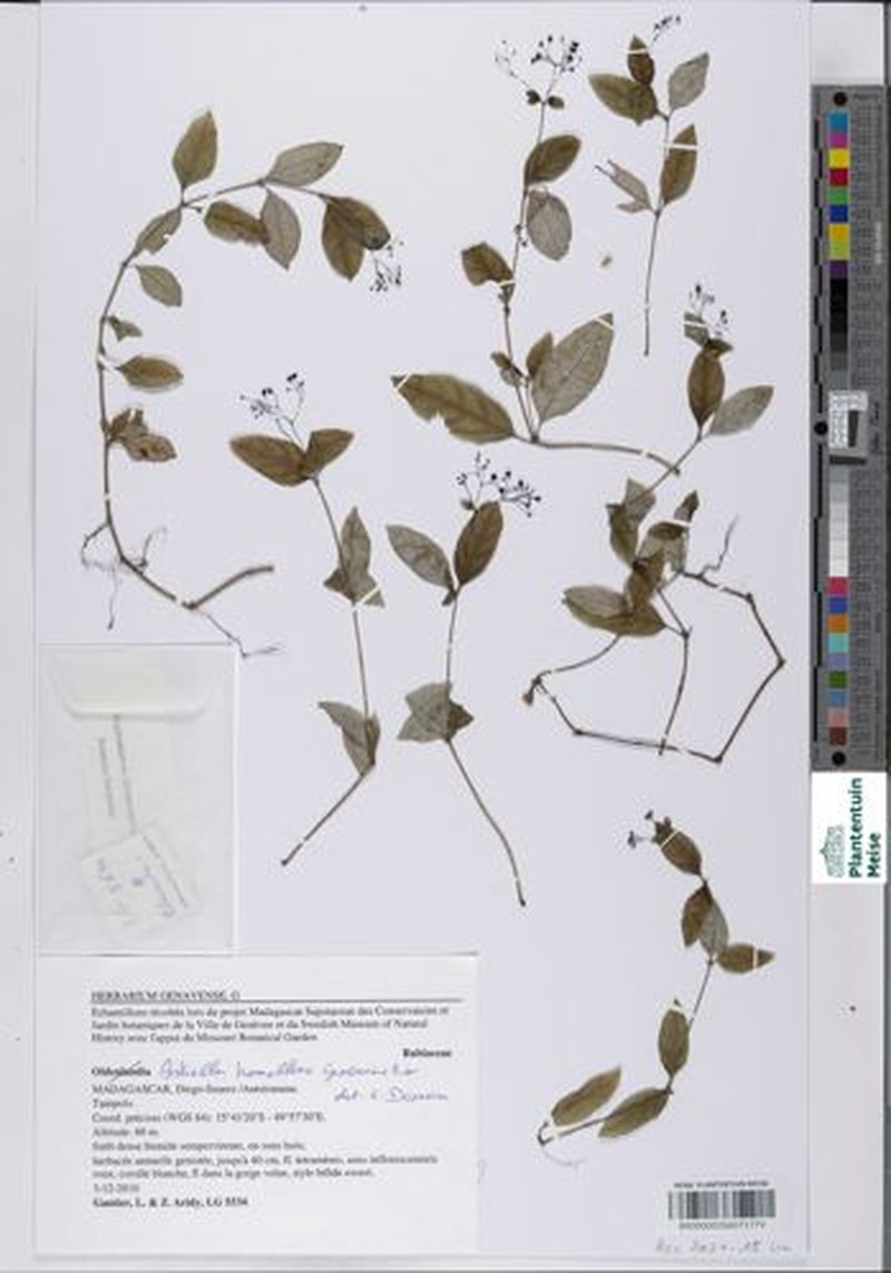 Astiella homolleae
