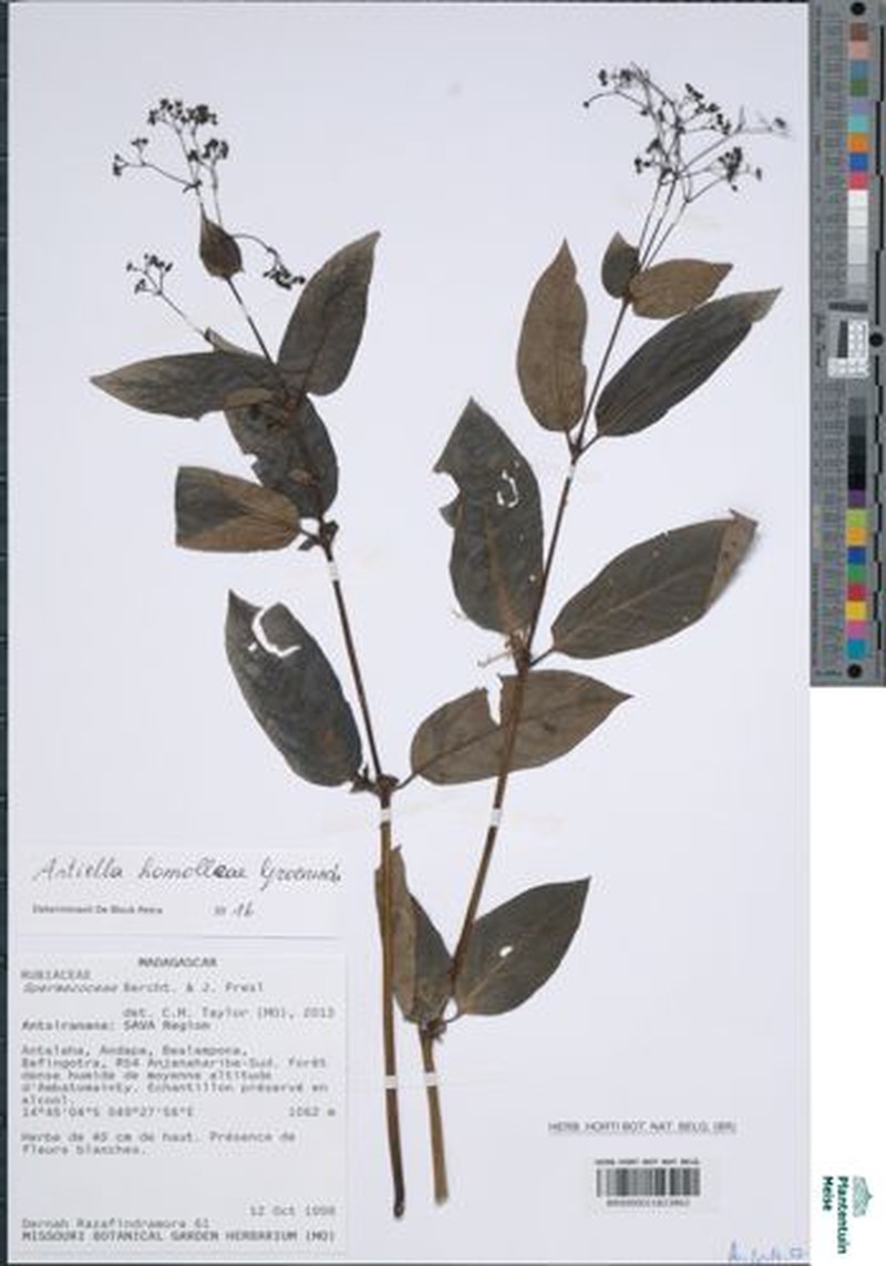 Astiella homolleae photo 2