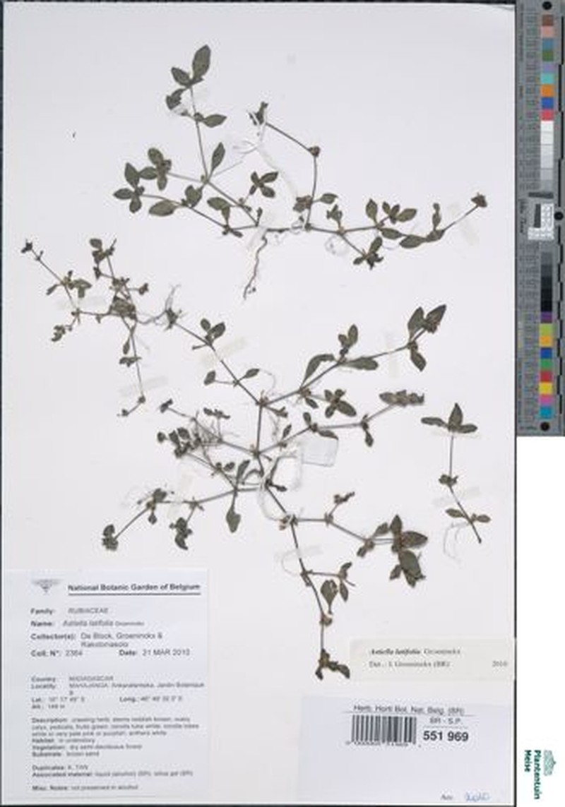 Astiella latifolia