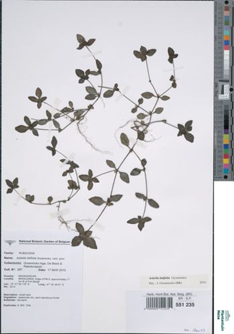 Astiella latifolia photo 2