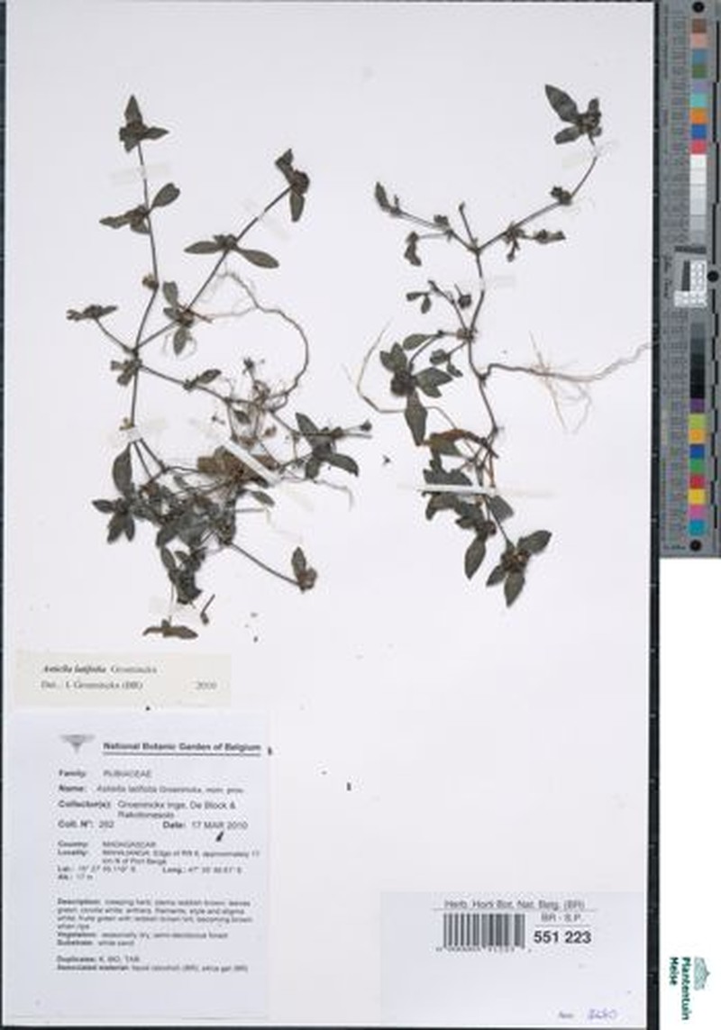 Astiella latifolia photo 3