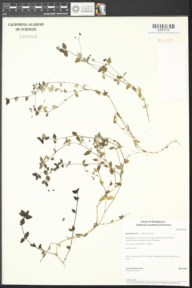 Astiella perrieri