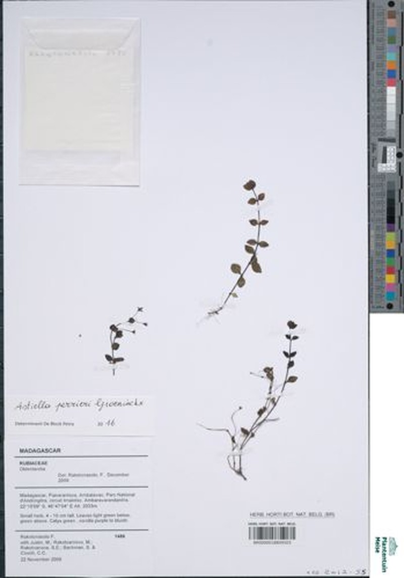 Astiella perrieri photo 3
