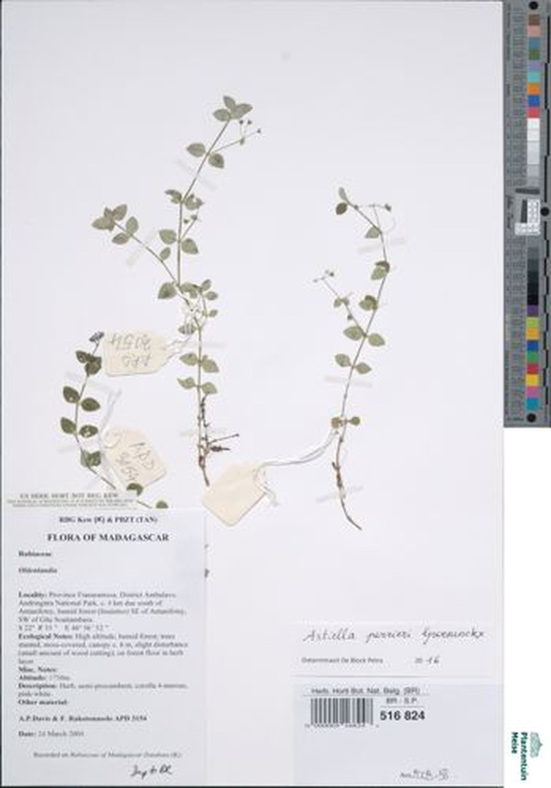 Astiella perrieri photo 4