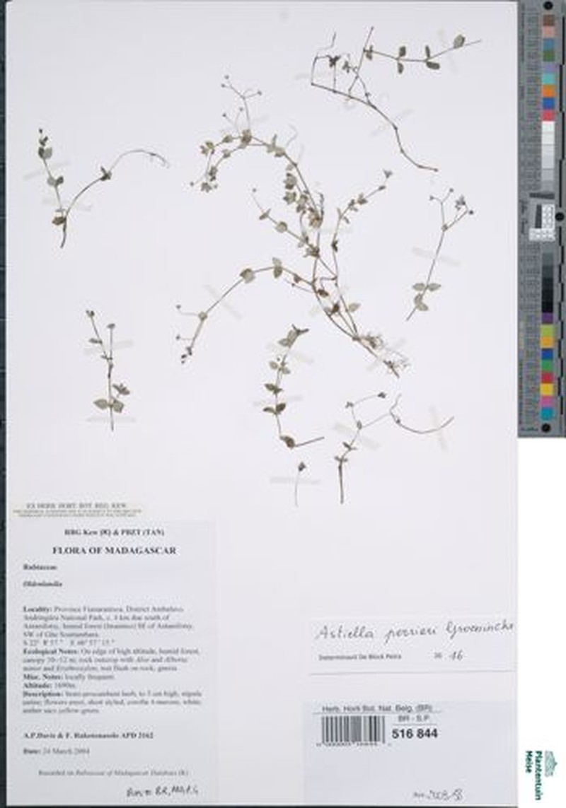Astiella perrieri photo 5