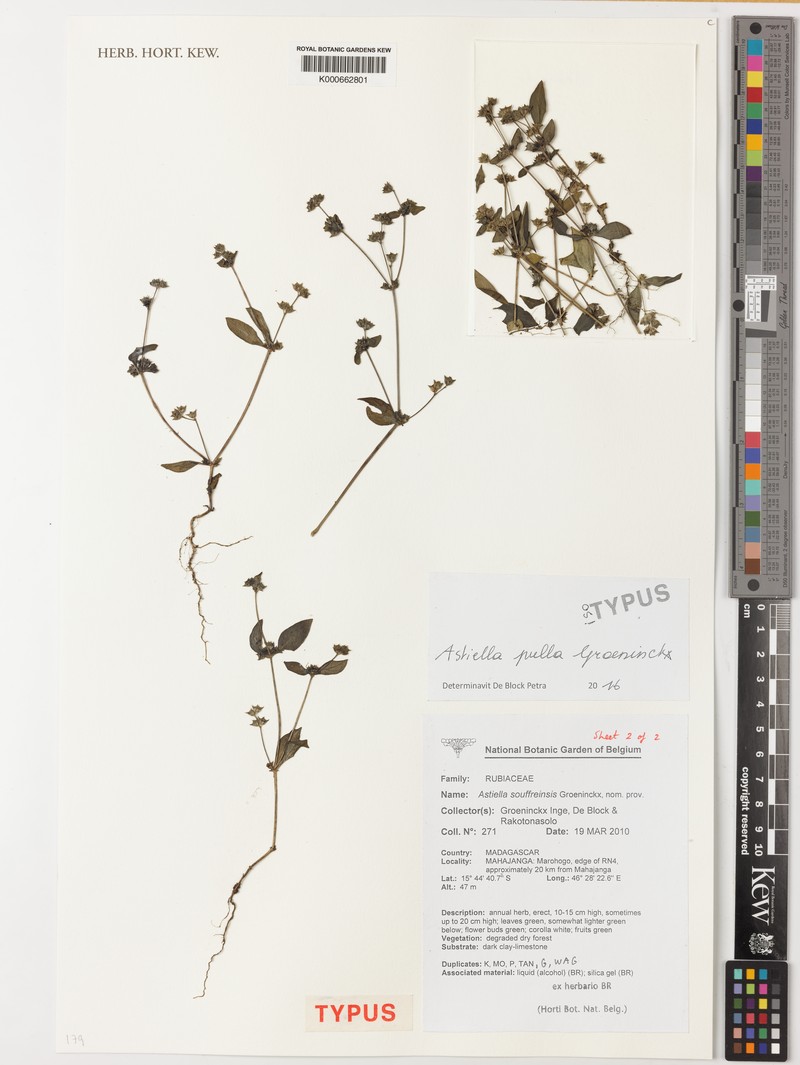 Astiella pulla