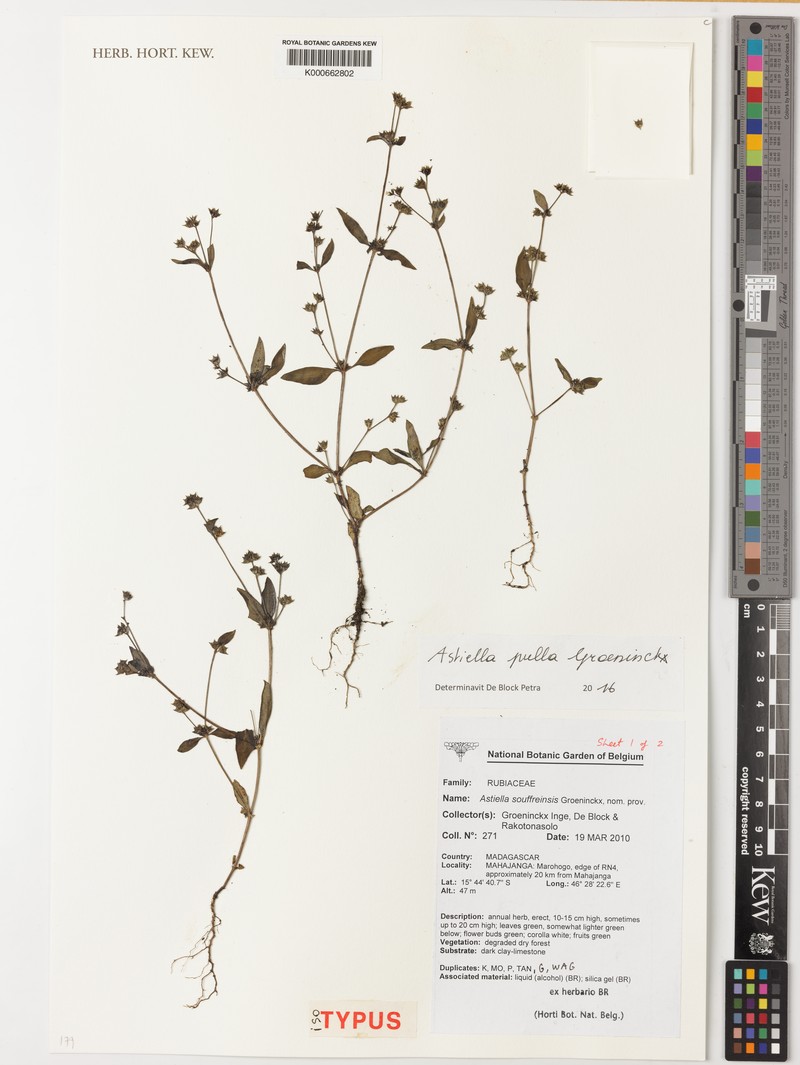 Astiella pulla photo 2