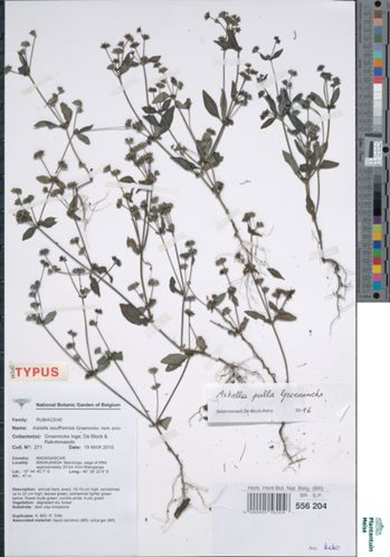 Astiella pulla