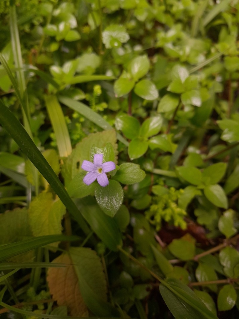 Astiella tsaratanensis photo 2