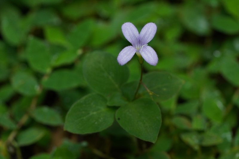 Astiella tsaratanensis photo 3