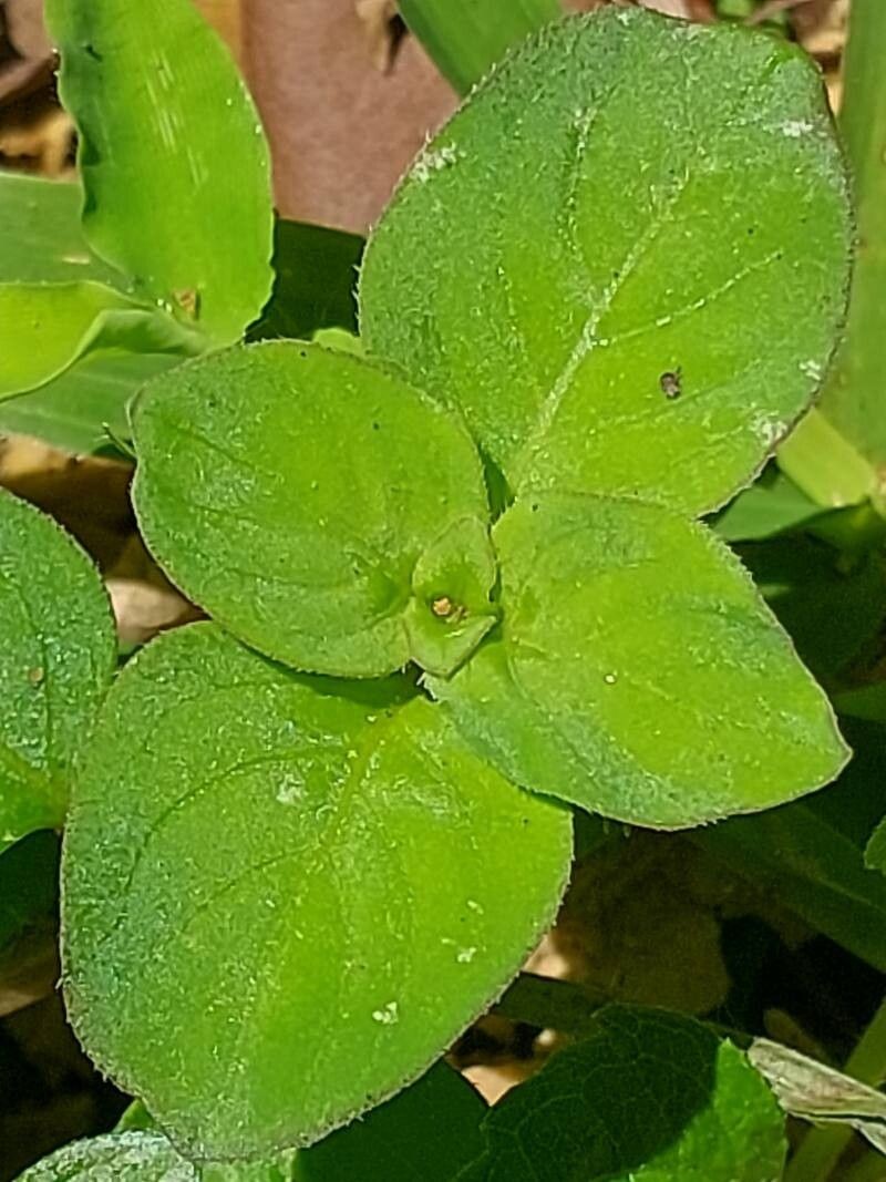 Astiella tsaratanensis photo 4