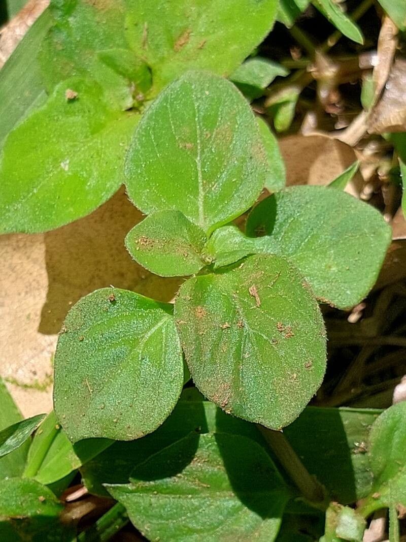 Astiella tsaratanensis photo 5