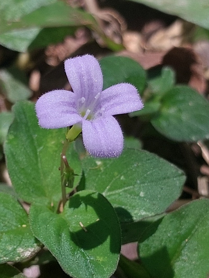 Astiella tsaratanensis photo 6