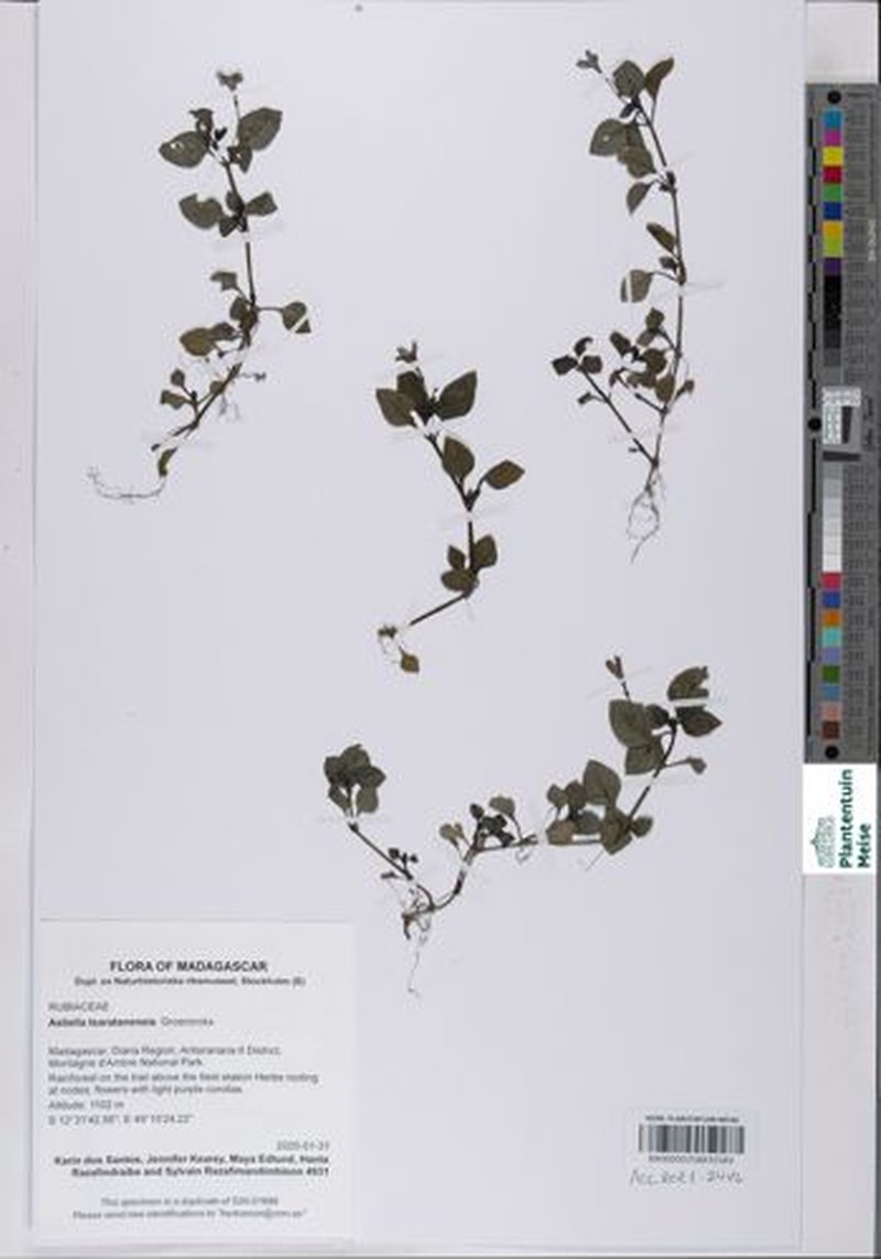 Astiella tsaratanensis