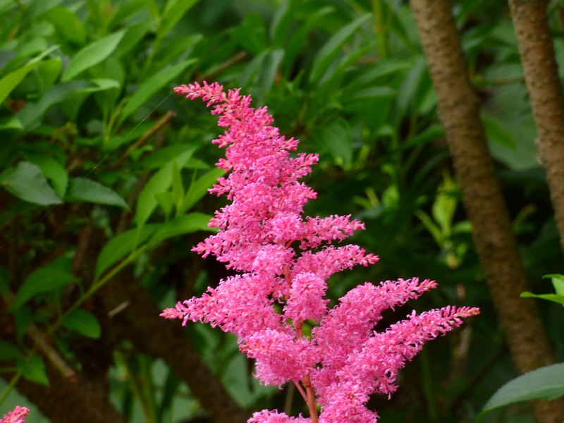 Appalachian False Goat's Beard