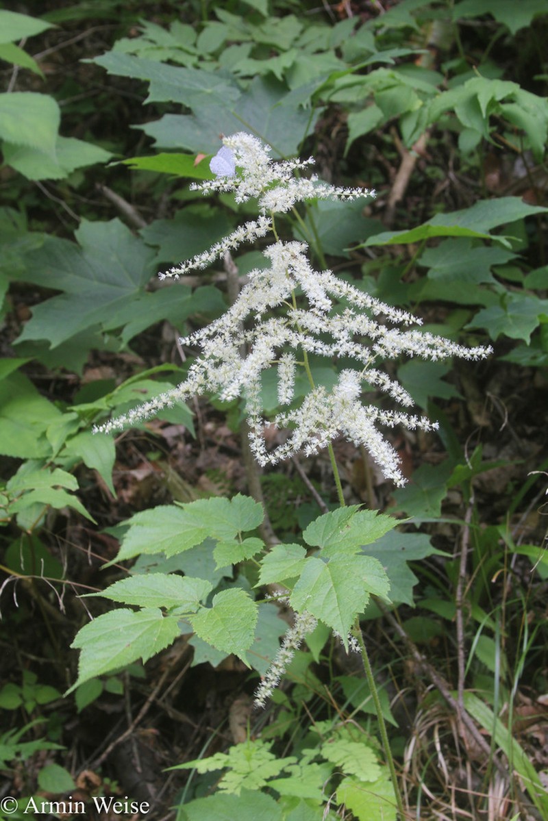 Appalachian False Goat's Beard