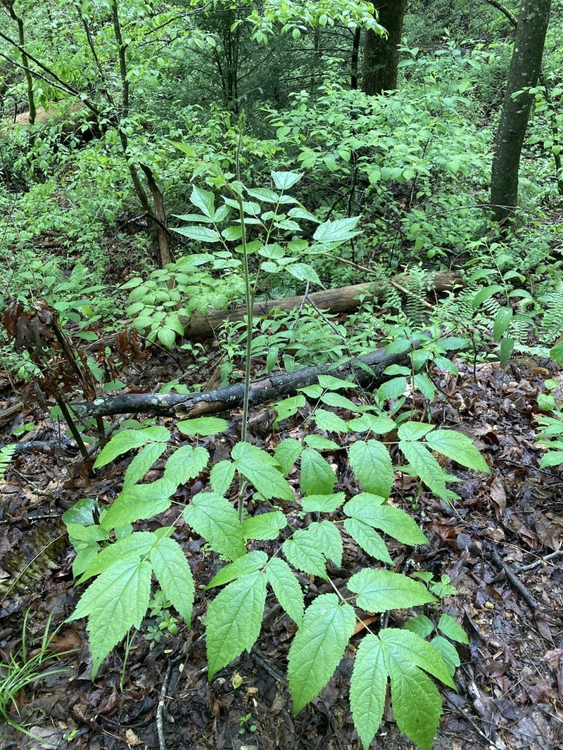Appalachian False Goat's Beard photo 2